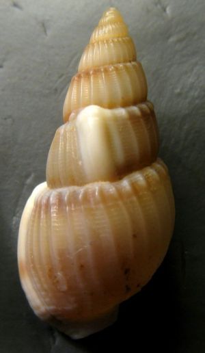 Nassarius lima?